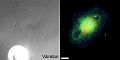 File:Calcium-Signaling-in-Live-Cells-on-Elastic-Gels-under-Mechanical-Vibration-at-Subcellular-Levels-pone.0026181.s005.ogv