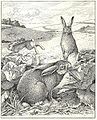 Heubach leporidae.jpg
