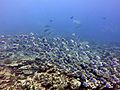 Mixed feeding shoal herbivorous fish.jpg