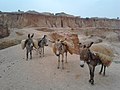 Donkeys carrying load of soil in Ramin Tifa pond in kano state (3).jpg