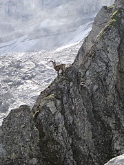 Ibex in the French Vanoise National Park.JPG