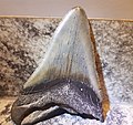 Megalodon shark tooth fossil 2.jpg