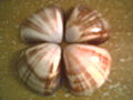 Conchas1.jpg