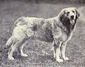 Russian Yellow Retriever from 1915.jpg