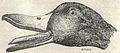 Heubach duck head.jpg
