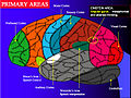 Brain 2.jpg