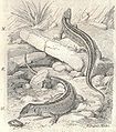 Heubach sand lizard.jpg