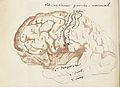 Page showing illustration of the brain Wellcome L0041062.jpg