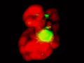 File:Nucleobindin-Co-Localizes-and-Associates-with-Cyclooxygenase-(COX)-2-in-Human-Neutrophils-pone.0002229.s001.ogv