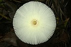 Coprinus sp Anamalai hills.jpg