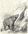 Heubach brown bear.jpg