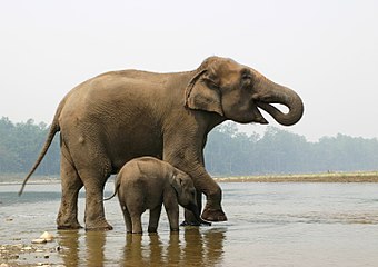 Elephant mother and calf - chitwan.jpg