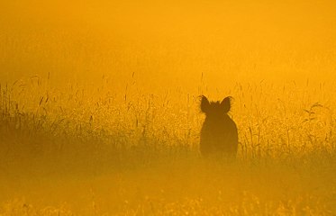 Mammals Wildschwein im Morgennebel.jpg