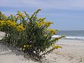 Goldenrod on Hampton Beach (5230035428).jpg