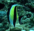 Moorish idol lakshadweep.jpg