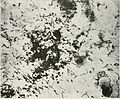 A. M. A. archives of neurology and psychiatry (1919) (14757593026).jpg