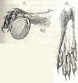Heubach tree squirrel foot.jpg