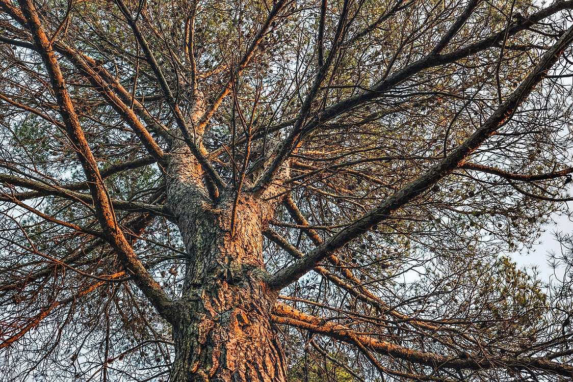 Aleppo Pine close up, Sète, Hérault.jpg