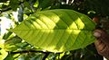 Cacao criollo hoja detalle colombia slowfod guajira crista castellanos.jpg