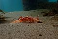 Nudibranch on the move.jpg