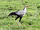 Secretarybird 2011 11 27 5815.jpg