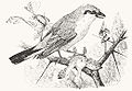Heubach red-backed shrike.jpg