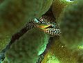 Reef macroinvertebrate.jpg