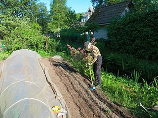 Beetroot sowing.jpg