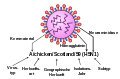 Influenza Nomenklatur H5N1.svg