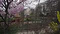 File:Park with cherry blossoms, Paris.webm