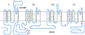 Alphasubunit sodium channel.png