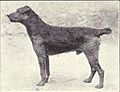 Welsh Terrier from 1915.JPG