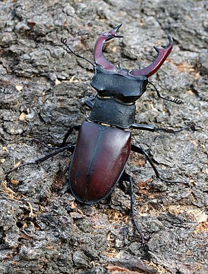 Stag beetle (Lucanus cervus) male