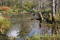 Fall scene at Great Bay NWR (4150307904).jpg