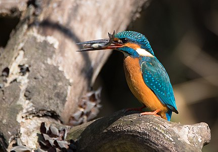 Common kingfisher at Tennōji Park in Osaka.