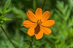 Cosmos sulphureus in Jardin botanique de la Charme.jpg