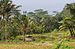 Rice fields in Ungaran, Semarang 2017-03-14.jpg