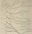 Nervous and mental diseases (1919) (14595102857).jpg