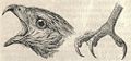 Heubach common buzzard head and foot.jpg