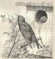 Heubach european starling.jpg