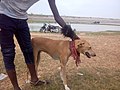 Hunting Dog at Tiga Dam Game Reserve kano state Nigeria.jpg