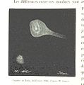 Image taken from page 342 of 'L'Espace céleste et la nature tropicale, description physique de l'univers ... préface de M. Babinet, dessins de Yan' Dargent' (11052296083).jpg