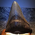 Megalodon shark tooth fossil 3.jpg