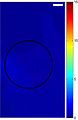 File:Calcium-Signaling-in-Live-Cells-on-Elastic-Gels-under-Mechanical-Vibration-at-Subcellular-Levels-pone.0026181.s003.ogv