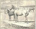 Heubach horse.jpg